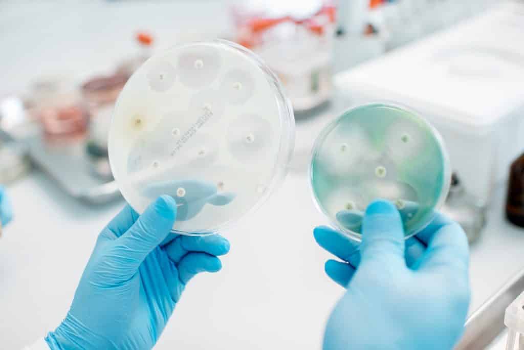 Laboratory scientist holding petri dishes used for culture-based environmental bacteria analysis
