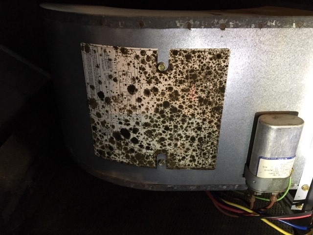 Mold-like growth and debris on the interior surface of an HVAC blower housing